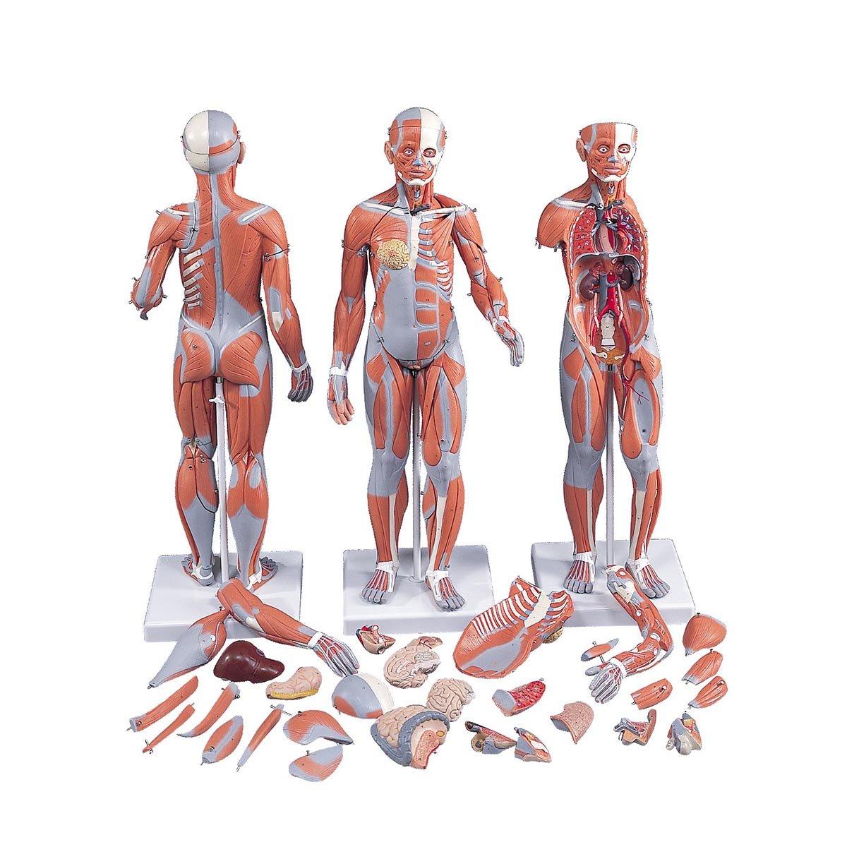 B55 Lihasfiguur - product image