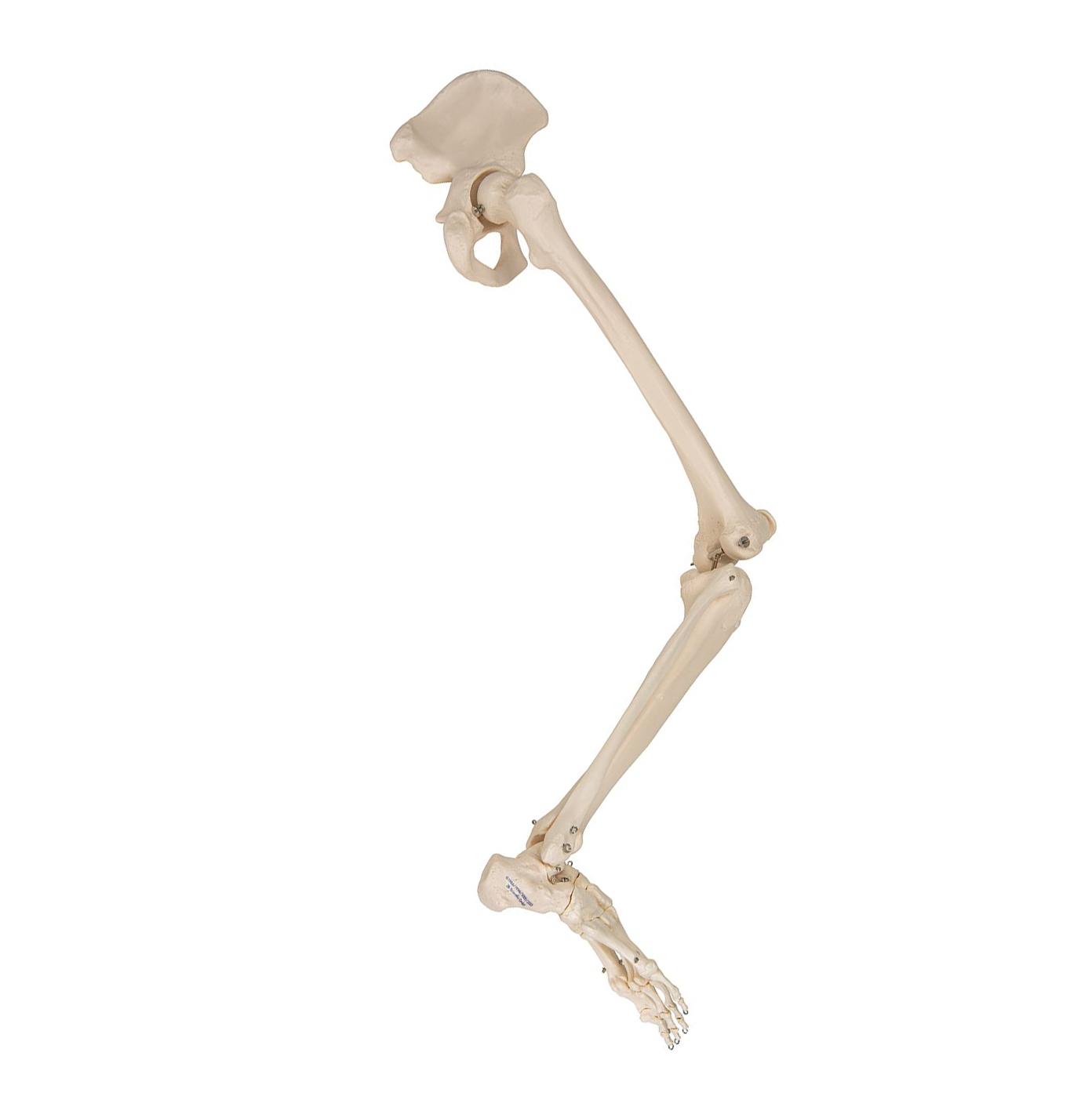 A36R Alajäseme mudel koos puusaliigesega - product image