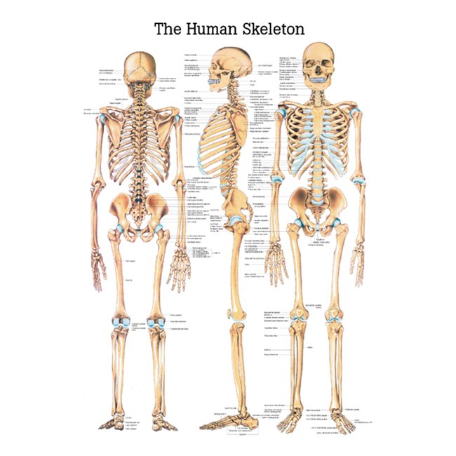 Ch3 skeleti külg-, esi- ja tagamudel, 70×100 cm - product image