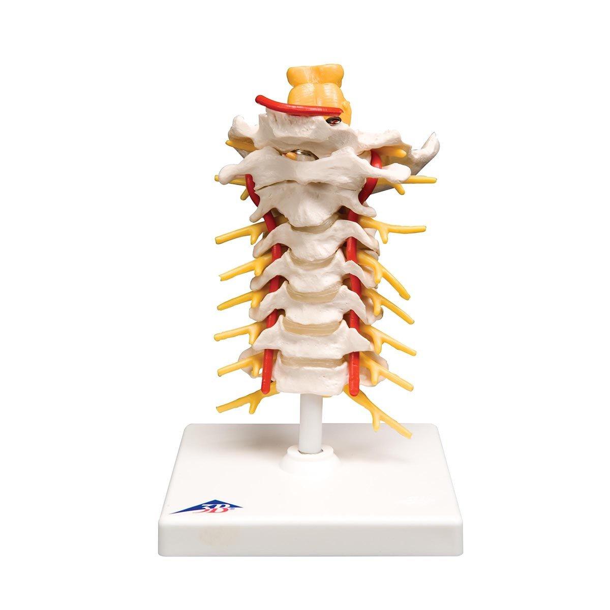 A72 Lülisamba ülemine kaelaosa, kolju alus, lauaalusel - product image