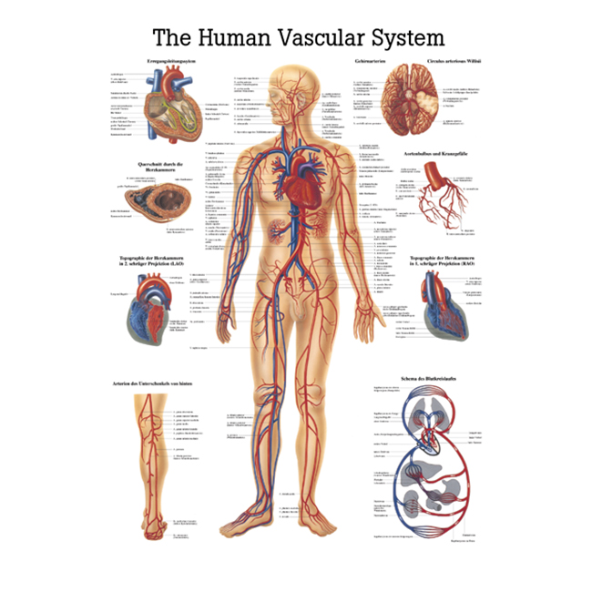 Ch6 Vereringesüsteem, 70×100 cm - product image