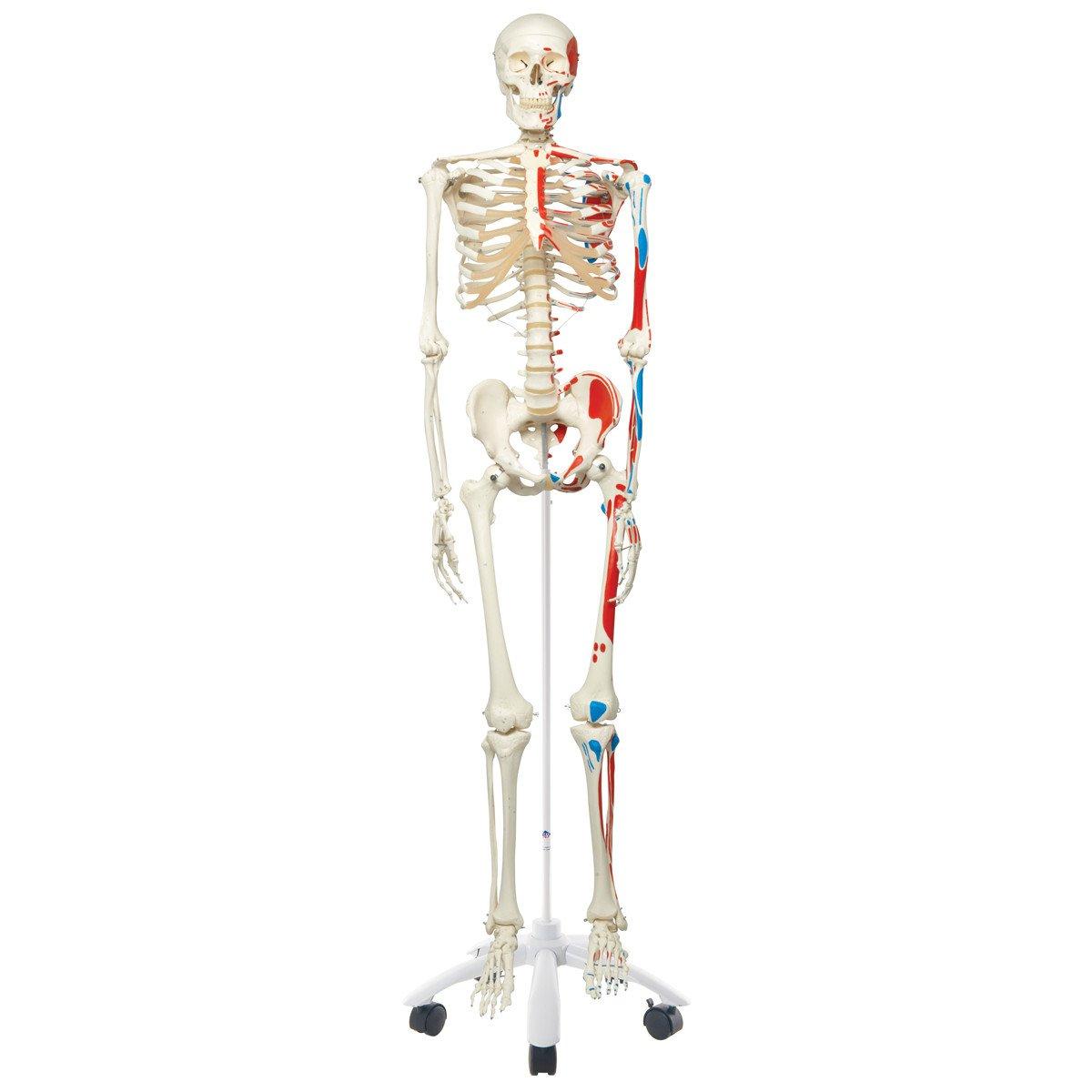A11 Skeletimudel, lihaste kinnituskohad - product image