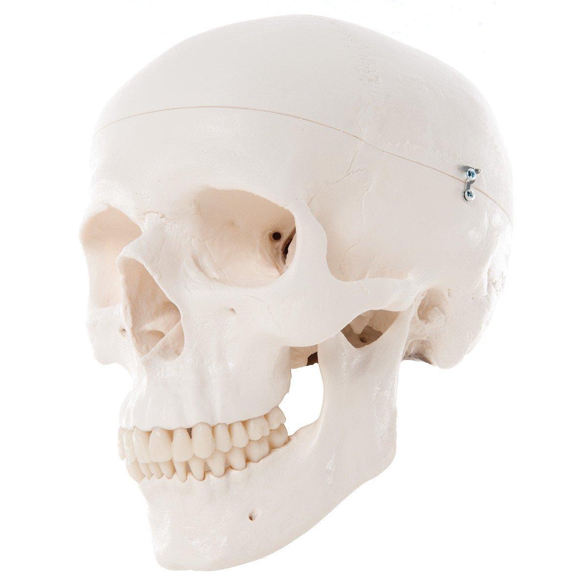 A20 3-osaline kolju - product image