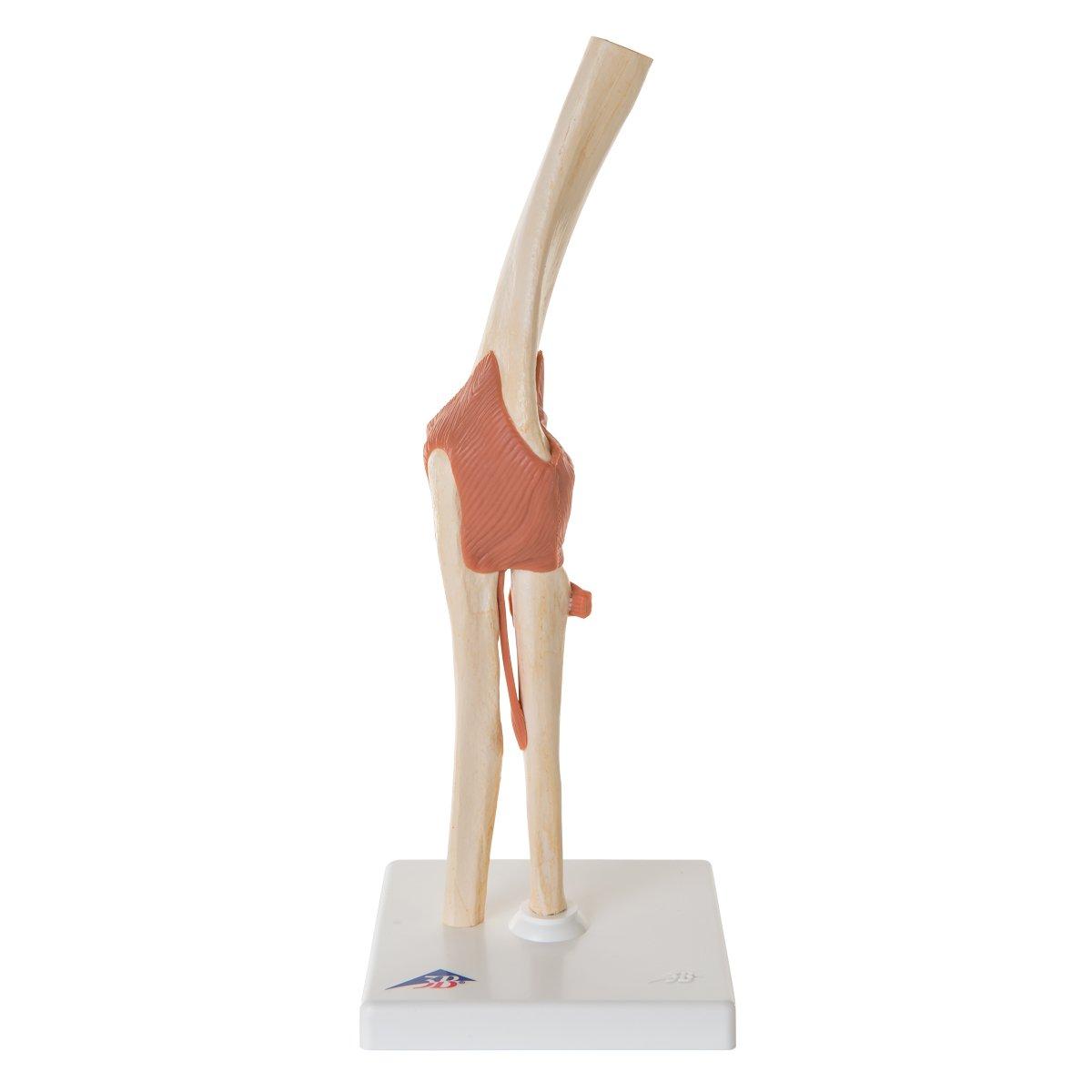 A83/1 Küünarnuki mudel - product image