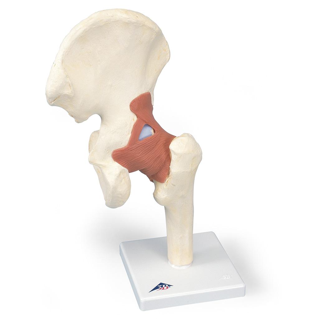 A81/1 Puusa mudel koos sidemetega - product image
