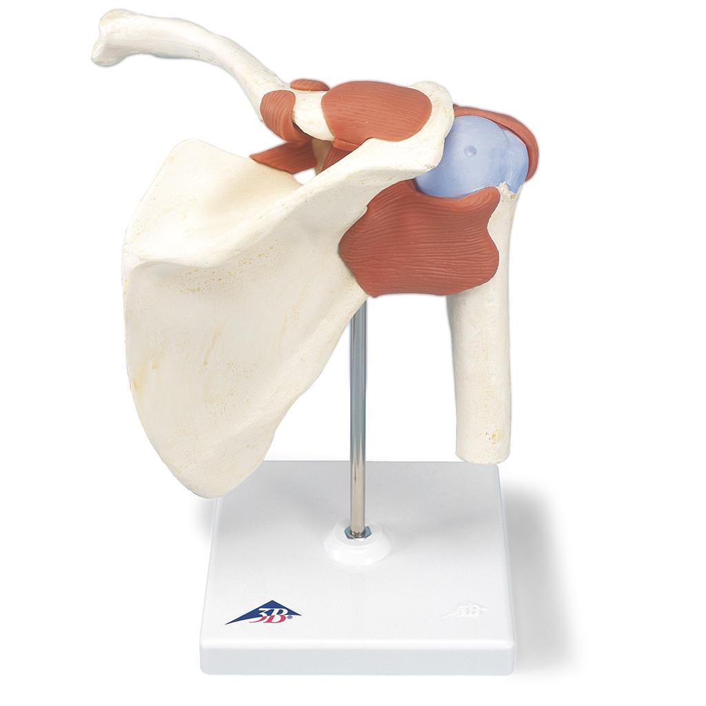 A80/1 Õlaliigese mudel koos sidemetega - product image