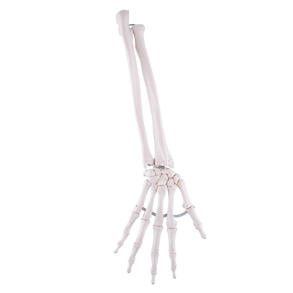 A40/3 Käe skelettmudel - product image