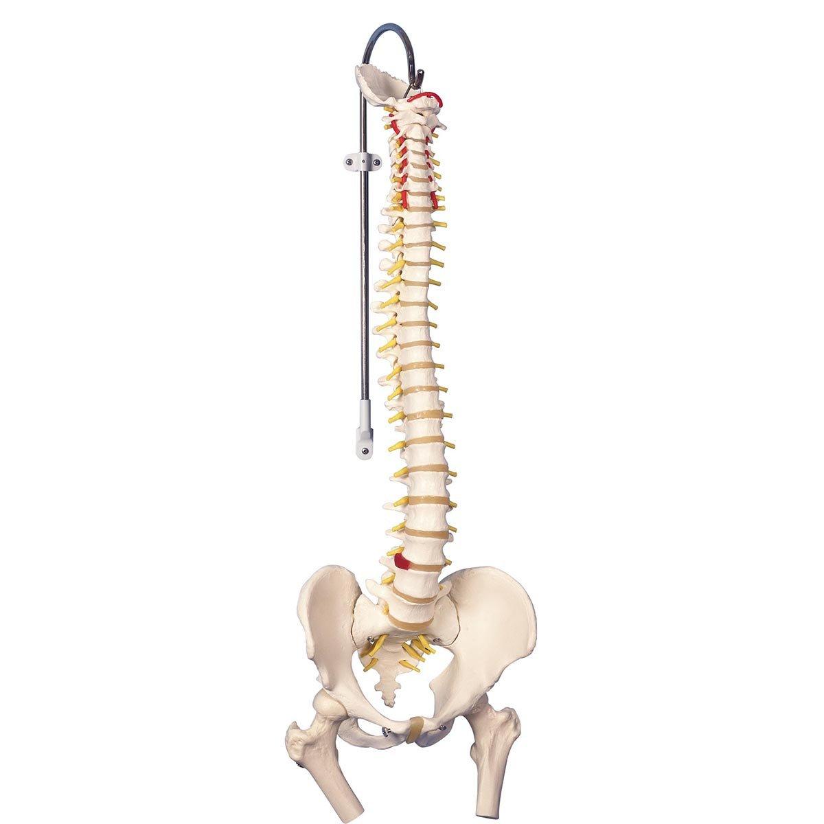 A58/2 Lülisammas koos lülivaheketastega, reieluud - product image
