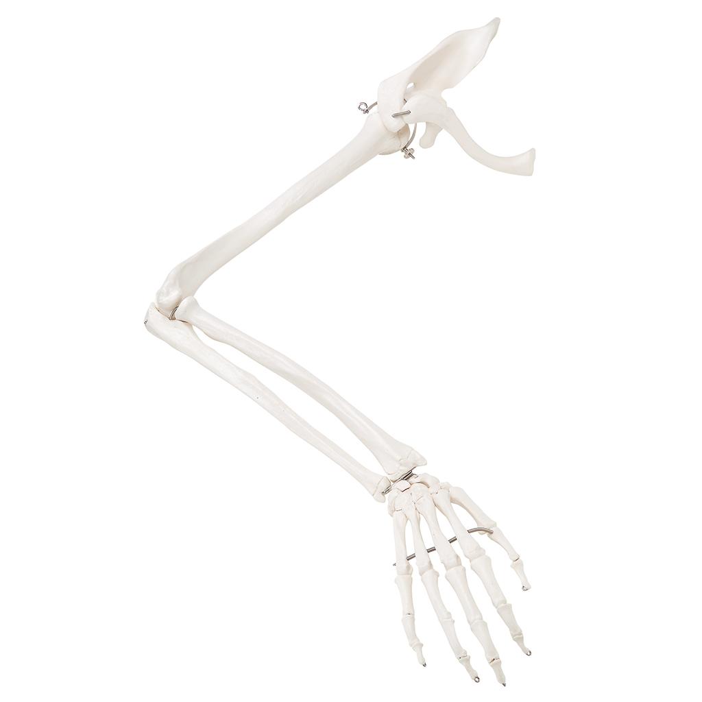 A46L Ülajäseme mudel koos alusega - product image