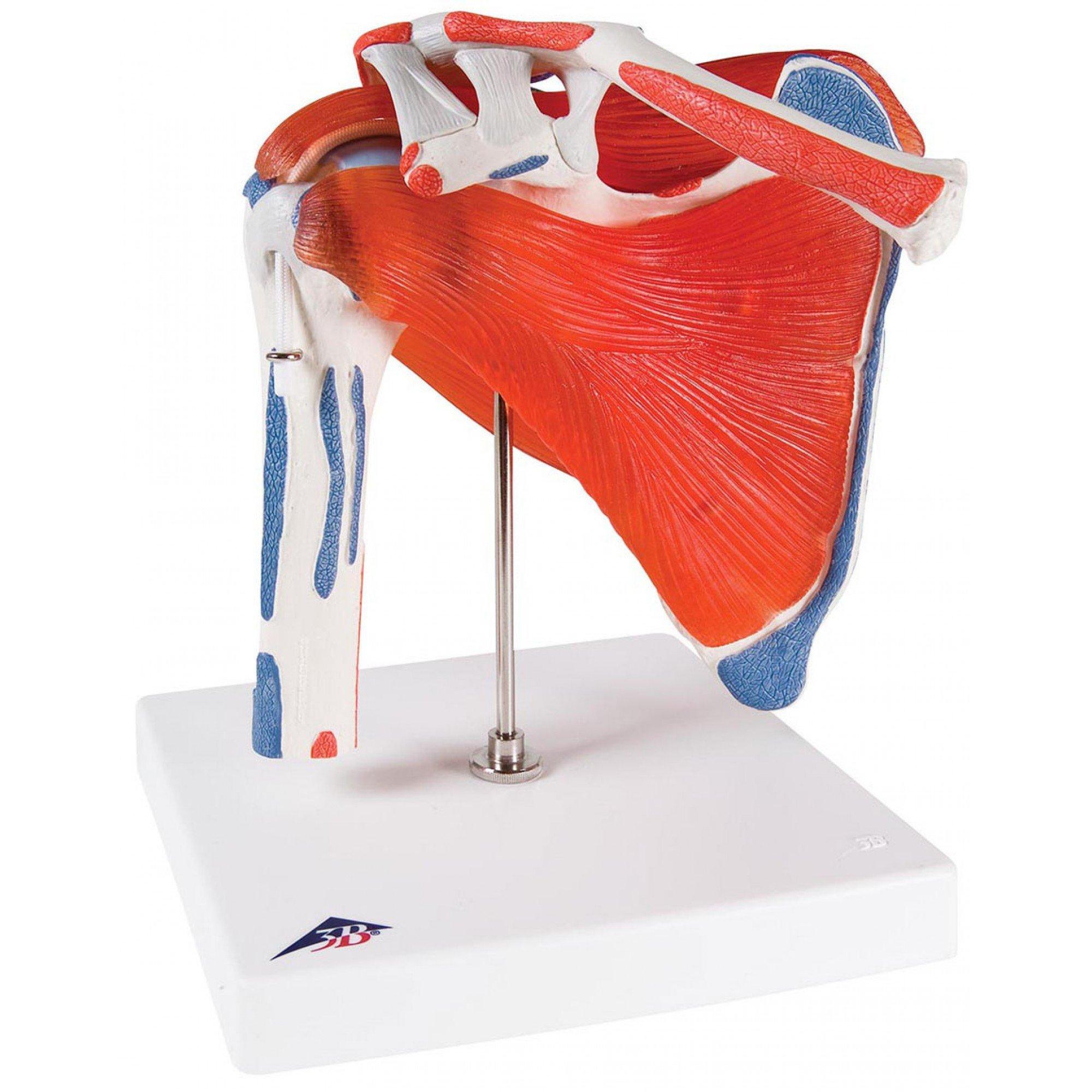 A880 Õlaliiges - product image