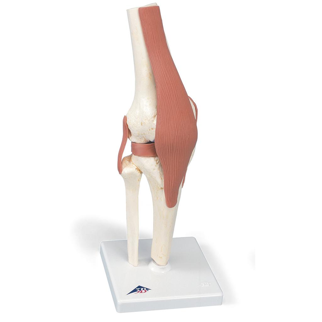 A82/1 Põlveliigese mudel, koos alusega - product image