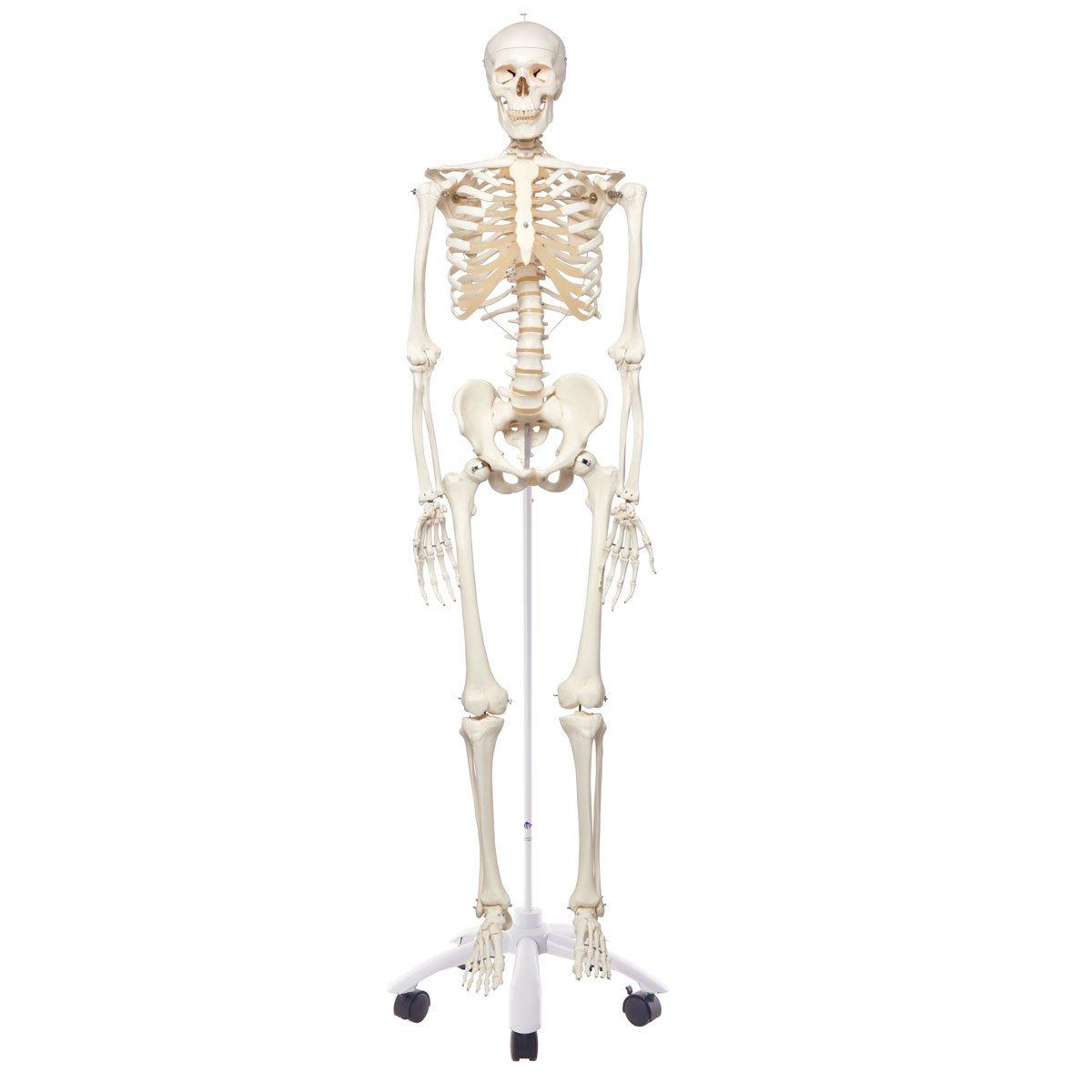 A10 Skelettmudel, pöörleva statiiviga - product image