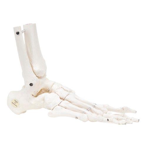 A31/1R Jalatsite mudel koos pahkluudega - product image